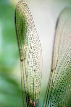 Dragonfly wing