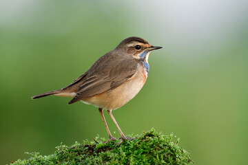 Small brown bird with blue marks on its chest chilling expose mossy grass bush again coming sunrise