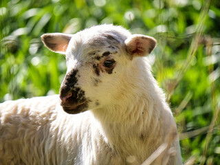A white sheep in green grass