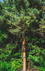 Fototapeta premium Vertical image of pine tree. Coniferous pine tree forest in Europe.