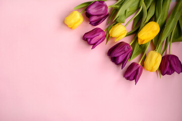 Yellow and lilac tulips on a pink background, copy space. Top view