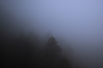 Arbre dans le brouillard