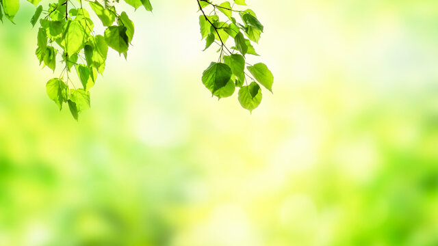 leuchtende isolierte gr&uuml;ne bl&auml;tter auf frischem abstraktem natur hintergrund