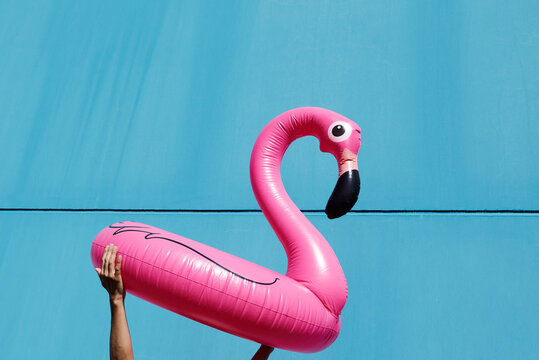 pink flamingo on a blue wall