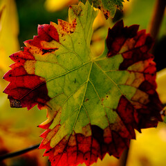 Feuille de vigne d'automne