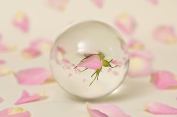 Fototapeta na wymiar A Glass Round Lens ball and Roses