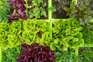 Some kinds of lecttuce and vegetables potted in home yard