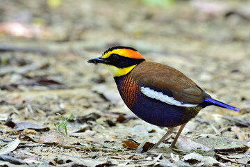 Most beautiful resident bird of Thailand and Malasya, Malayan banded pitta (Hydrornis irena) while searching for food