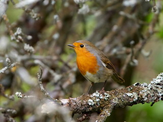 european robin (Erithacus Rubecula)