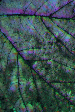 Abstract green and purple leaf