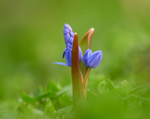 small violet spring flowers in the forest