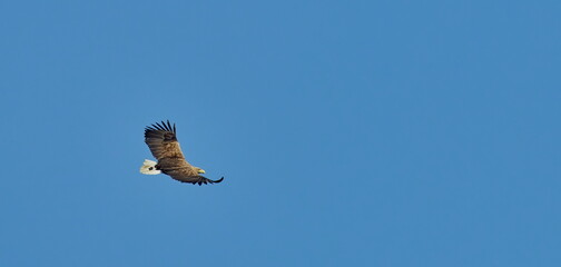 The white-tailed eagle flying (Haliaeetus albicilla)