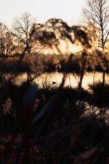 Obraz premium Nature Photography - Nettetal