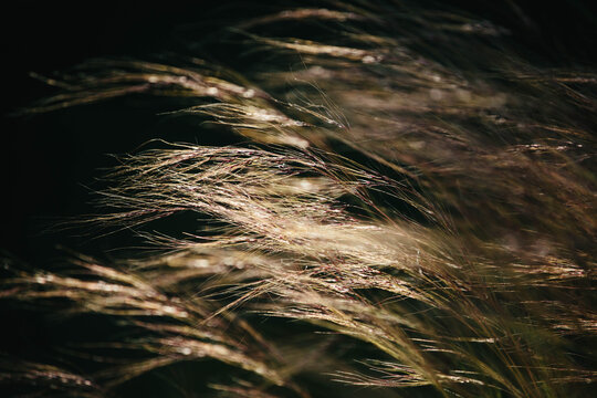 Stipa Tenuissima backlit at dawn