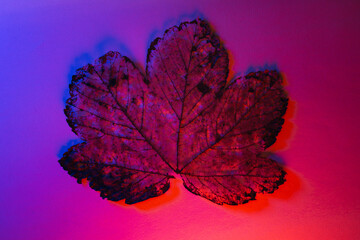 Red and violet leaf