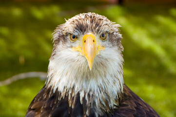 A portrait of a bald eagle