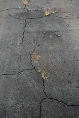 Obraz premium Asphalt road with cracks and sprouted dry grass. Vertical image.