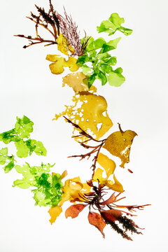 Seaweed background texture