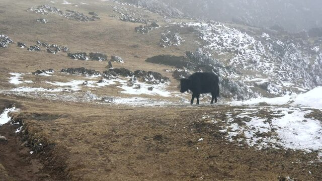 A yak or dzo walking in the highland pastures in the Himalaya Mountains.