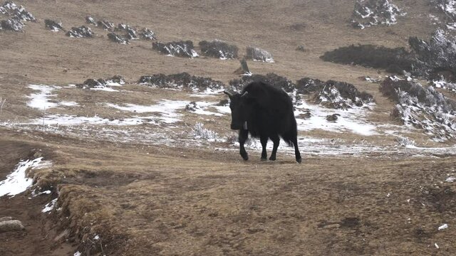A yak or dzo walking in the highland pastures in the Himalaya Mountains.