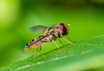 Fly on a leaf