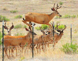 Deer jumping a fence. 