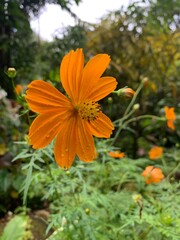 orange flower in the garden