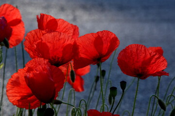 Naklejka premium Beautiful red poppies growing wild in nature near Kiryat Tivon, Israel