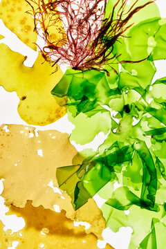 Seaweed background texture