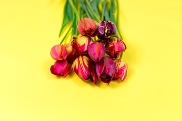 Bouquet of red and pink tulips on a yellow background. Hello Spring, Copy space, top view, greeting card