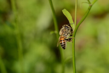 Apis mellifera - L'Abeille noire