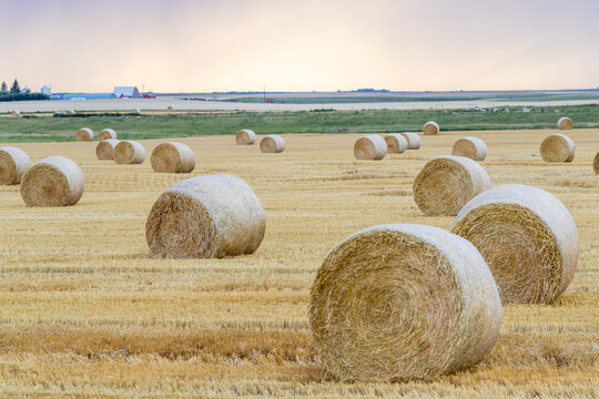 hay bales on the prairie
