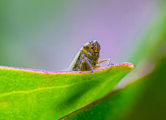 Leafhopper on a leaf