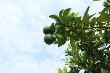 Fresh Green Lime Fruit on Tree