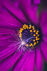 Obraz premium Die Blume