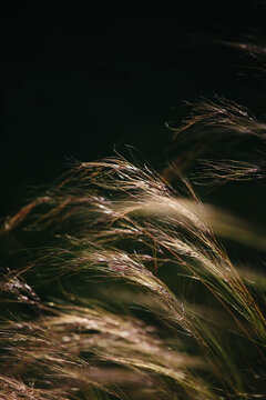 Stipa Tenuissima backlit at dawn