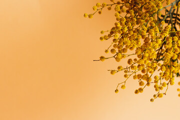 mimosa branch on yellow  background with copy space, spring greeting card.