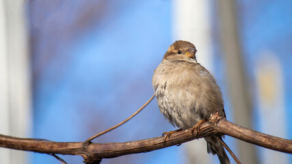 A young house sparrow is basking in the sun in spring in the stems of grapes.