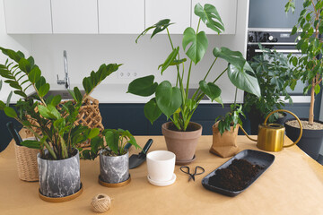 Transplanting houseplant in pot. Set of various house plants with watering can and gardening tool.