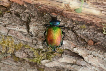 Calosoma sycophanta - Le Grand calosome