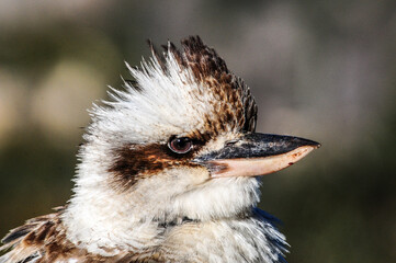 Laughing Kookaburra sitting on railing with head turned to profile, Katoomba, Blue Mountains, New South Wales, Australia.