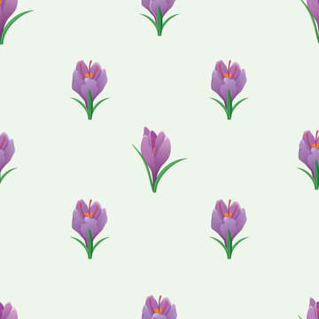 vector seamless pattern with crocus purple flowers