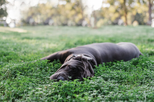 Neapolitan mastiff laying in clover