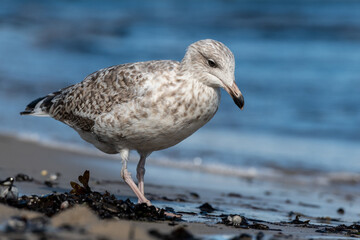 Möwe an der Ostseeküste