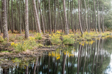 Fototapeta na wymiar pretty landscape of a pond in the Landes forest