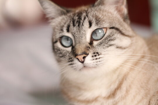 Gata branca malhada