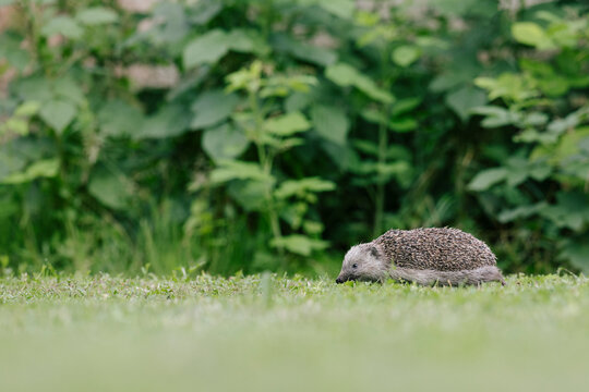 Wild hedgehog on green grass