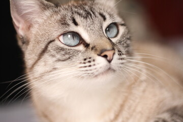Gata branca malhada