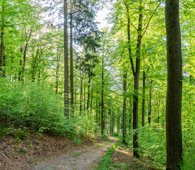 Fototapeta na wymiar Mixed forest in spring in the morning. The sun illuminates the lush green leaves. A forest track leads downhill, Germany