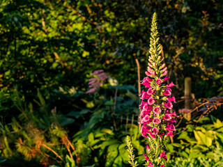 pink flower in the garden